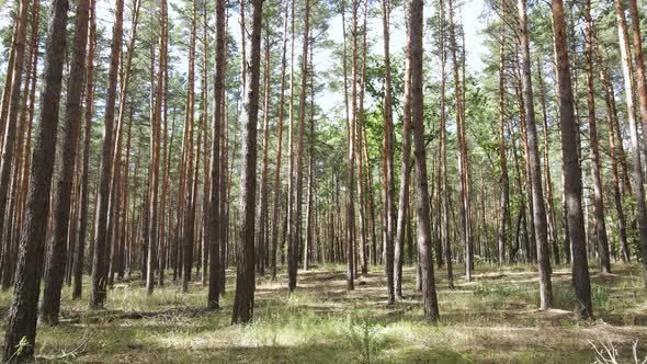 Landscape Inside the Forest with Pine Trees