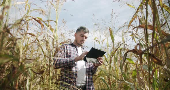 Farmer in the Middle of the Wheat Field Using a Tablet Modern Agriculture