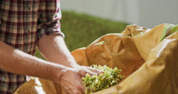 Close Up Hands of a Young Farmer Who Checks the Drying of the Hops and