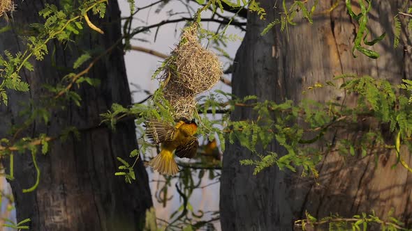 980339 Lesser Masked Weaver, ploceus intermedius, Male standing on Nest, in flight, Flapping wings,