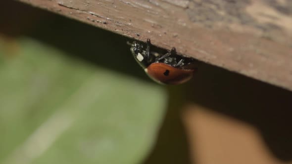 Ladybird hanging from crevice