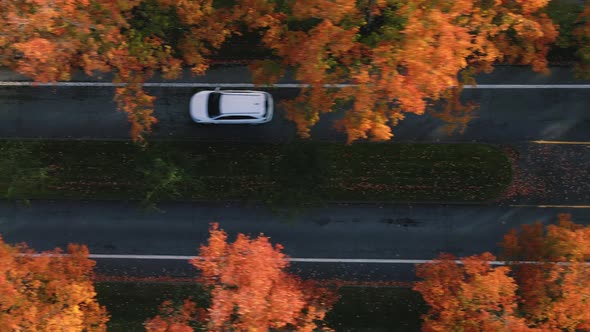 City Driving With Fall Color Trees Top View Drone Shot