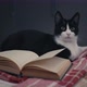 Cat With Book - VideoHive Item for Sale