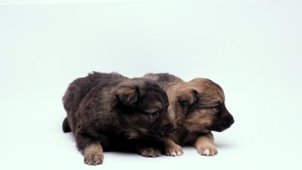 Two Small Puppies Red and Gray Lie on a White Background and Look Around