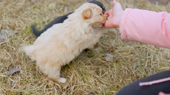 Child's Hand Playing with Puppies