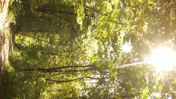 Vertical Video of an Autumn Forest During the Day in Ukraine