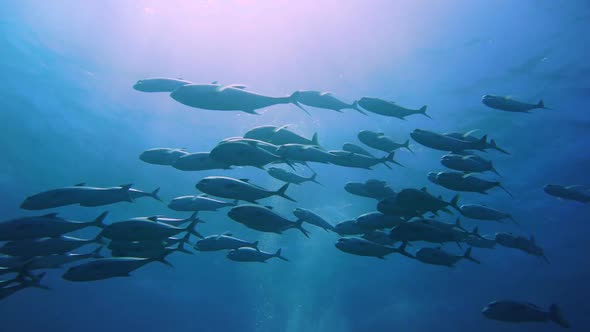 a group of silver jakc fish is swimming above the camera with the sun in the background.