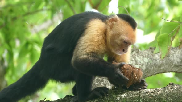Close up from capuchin monkey biting hard to get pieces out 