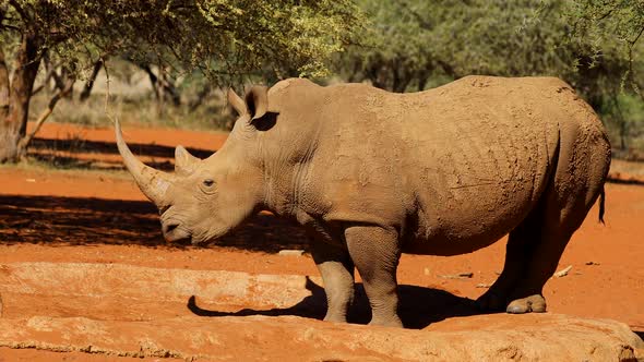 Endangered White Rhinoceros - South Africa