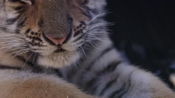 Tiger cub tilt up from paws to macro on face