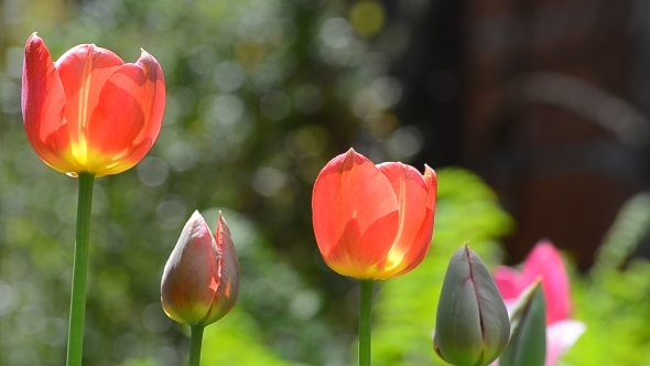 Red Tulips in the Morning Breeze 01