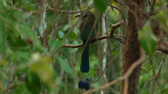 Back view of Broad-billed Motmot bird on tree branch with blue tail feathers. Static shot