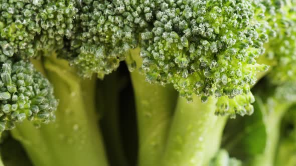 Broccoli Closeup Fresh Green Broccoli and Water Drops Vitamins Raw Food and Vegetarian Lifestyle