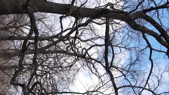 Vertical Video of the Forest with Trees Without Leaves