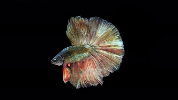 Multi-color Siamese fighting fish