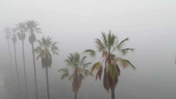 Aerial Of Palm Trees In The Fog