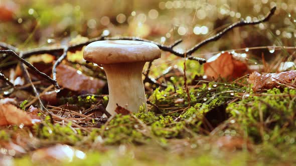 Mushroom Boletus In a Sunny Forest.