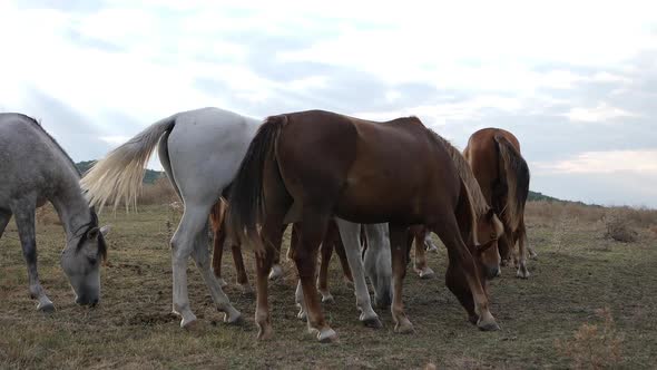 Herd Of Wild Horses In Nature