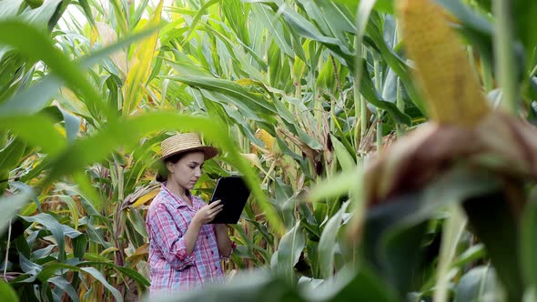 Female technologist agronomist on a tablet computer analyzes the yield of corn.