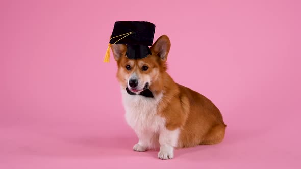 Portrait of Educated Pembroke Welsh Corgi Sitting in the Studio on a Pink Background
