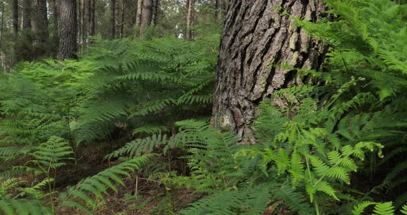 The Landes forest, Nouvelle Aquitaine, France. The Landes forest  is the largest man-made woodland i