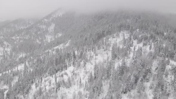 Flight above winter forest in Bakuriani, Georgia