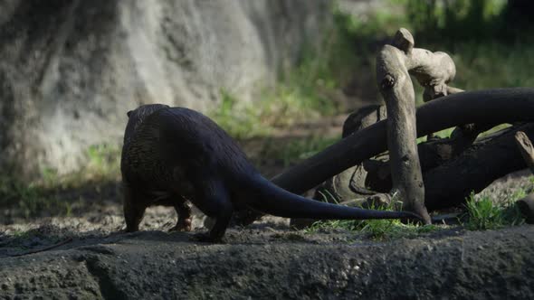 otter soaked from swim walks around pile of sticks slow motion