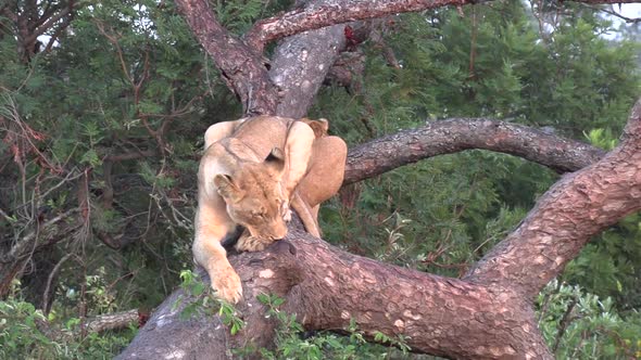 A lioness stretches out for a rest on a fallen tree as another lioness rests beside her.