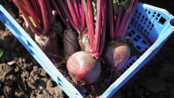 Freshly Harvested Red Beets at the Farm