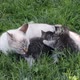 Mother cat with her kittens on grass - VideoHive Item for Sale