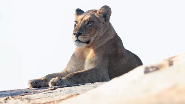 African Lion in dappled sunlight against pale uniform background sky