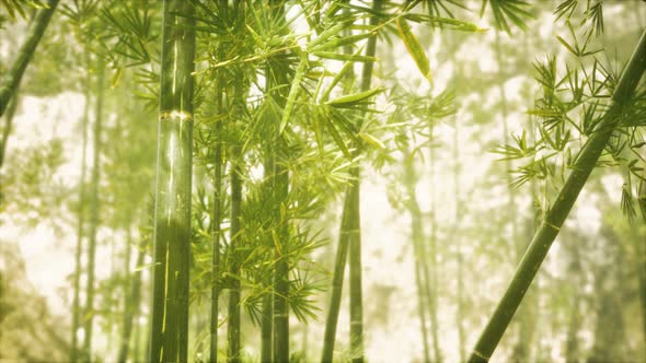 Asian Bamboo Forest with Sunlight