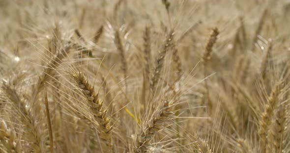 Wheat Field Ready To Harvest