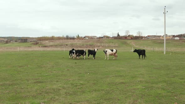 Calves with Black and White Fur Graze in a Clearing with Green Grass on a Summer Day