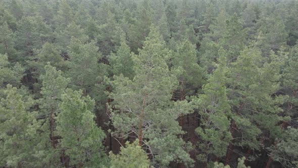 Trees in a Pine Forest During the Day Aerial View