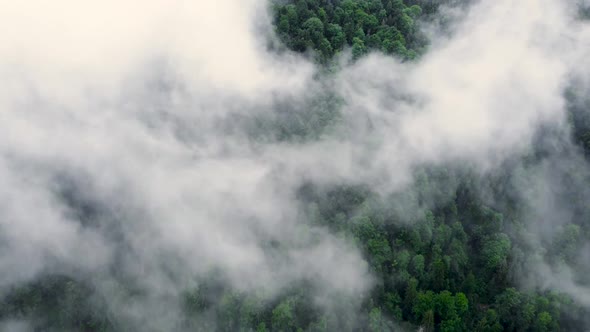 Aerial View of Misty Forest Clouds Above Green Mountain Drone Flying Over Spruce Conifer Treetops