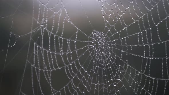 Spiders web with dew drops close up panning shot