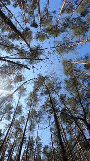 Vertical Video of the Forest By Day