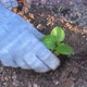 Close-up of planting a plant in the ground - VideoHive Item for Sale