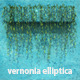 Vernonia Elliptica Vol. 2 - 3DOcean Item for Sale