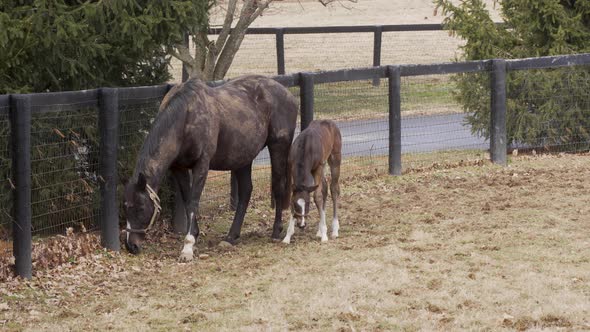 A newborn foal with its mother on a horse racing ranch in Kentucky