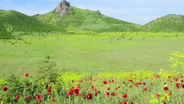 Spring Nature Background With Flowers And Green Field In Caucasus