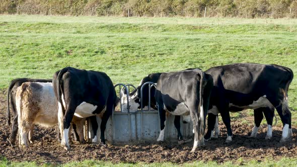 Herd of Cows Feeding from a Trough