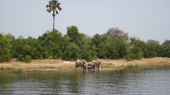 Herd Of African Elephants Drink Water From River At A Watering Hole