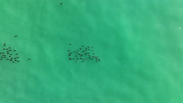 A flock of Wild Ducks swims in the Sea aerial view 4 K