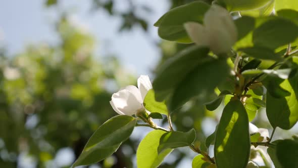 Slow motion quince tree branches on the wind 1920X1080 HD footage - Close-up of Cydonia oblonga spri