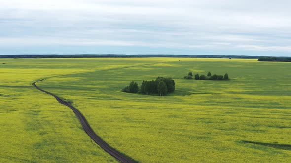 Aerial View of the Road in a Field with Yellow Flowers