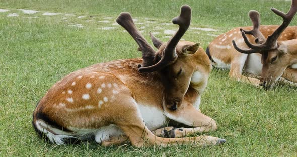 Deers with Horns Lick Fur Lie on Green Meadow in National Park in Summer