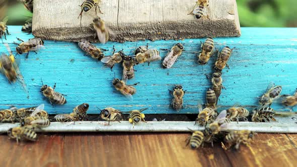 Honey bees fly into the hive, concept of beekeeping.