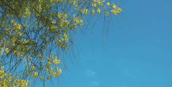 Flowers and Blue Sky